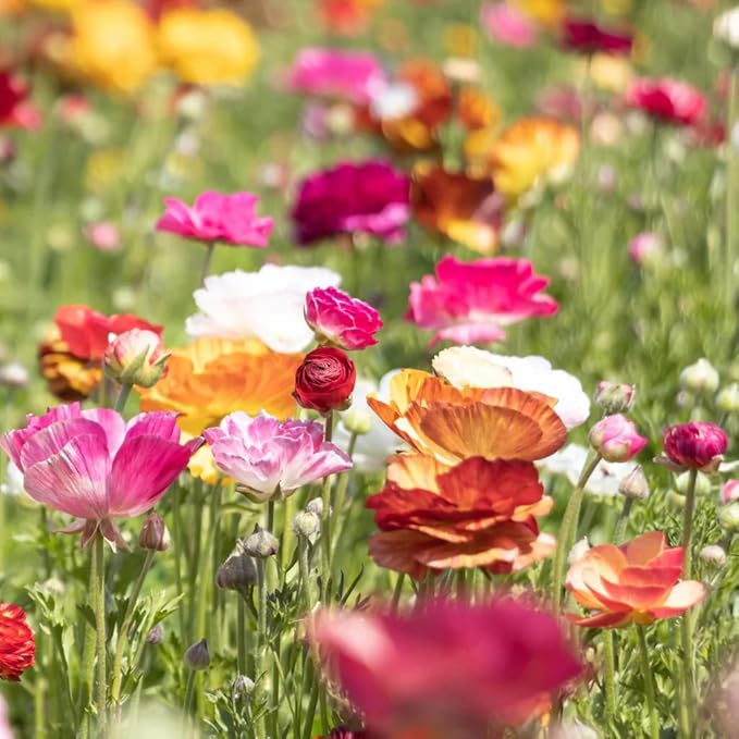 25 Picotee Ranunculus Bulbs Color Mix for Planting - Buttercup Flower Bulb Value Pack - Plant in Gardens, Containers & Flowerbeds - Easy to Grow Fall Perennial Flowers Bulbs by Willard & May