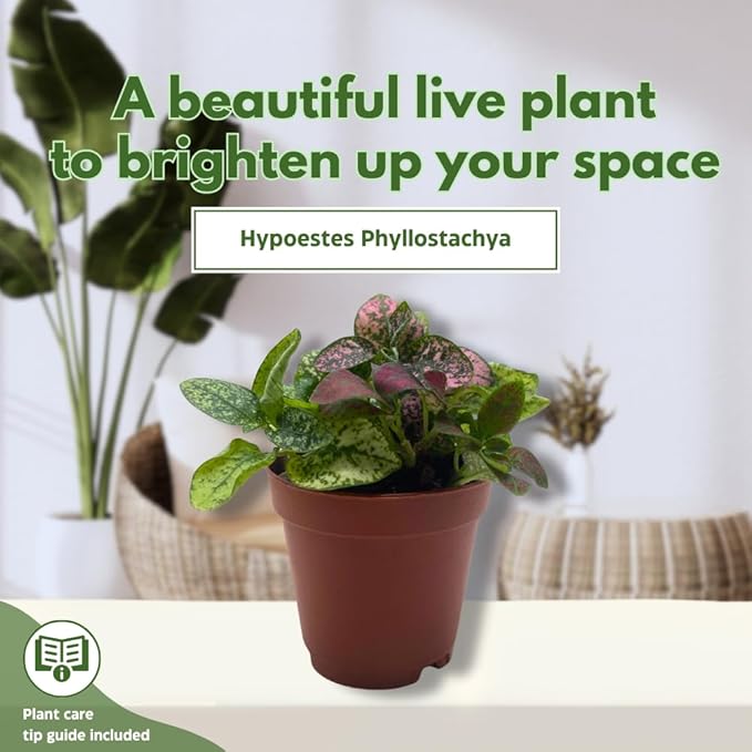 BubbleBlooms Tricolor Hypoestes phyllostachya 2 inch Set of 3 Flamingo Polka Dot Plant Red White and Pink Tiny Mini Pixie Plants