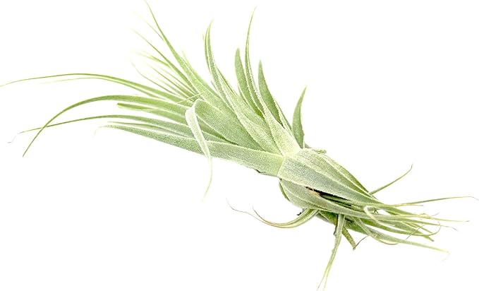 Live Air Plant - Tillandsia Gardneri 5-7” - ragnaroc Rare Collectors Indoor Tropical Plant - Live Arrival Guaranteed - House Plants for Home Decor & Gift