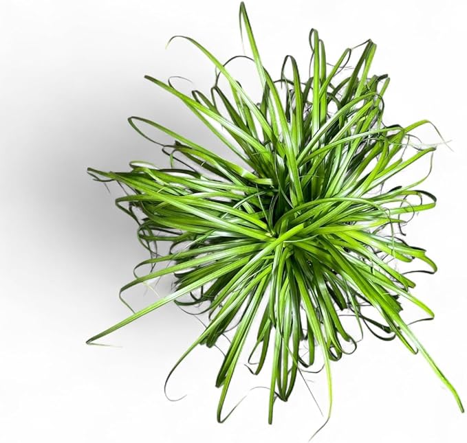 Ponytail Palm ‘Elephant’s Foot’ – 10 Inches Grower Pot – Live Indoor/Outdoor Drought-Tolerant Plant – Air Purifying, Easy Care Houseplant for Home Décor