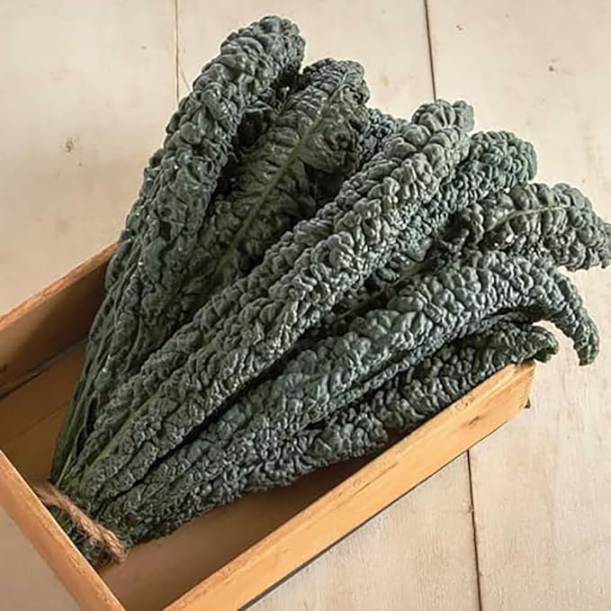 Black Magic Dinosaur Kale Seeds - 2 Feet Long Leaves