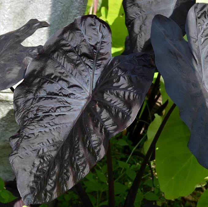 Black Sapphire Gecko Elephant Ear Live Plant - Colocasia
