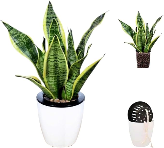 Snake Plants (Live & Rooted) 3/4/6/8" - Mother in Law Tongue - Sansevieria Laurentii Indoor Live Houseplant Gift Air Purifying - Low Light (4" (3 Stalks, Plastic Pot))