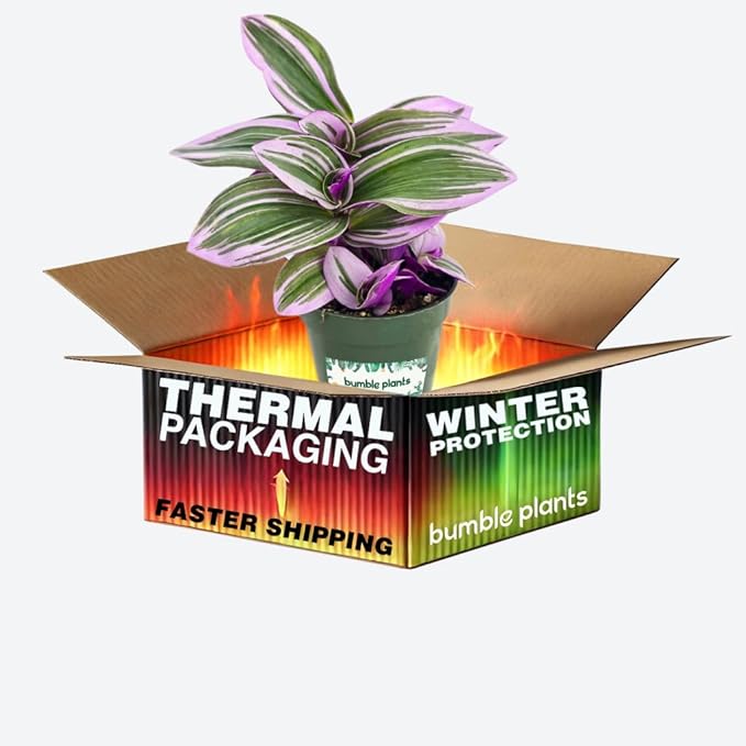 Bumble Plants Live Tradescantia Bubblegum Nanouk Purple Plant [Winter Thermal Packaging Included] | Fully Rooted Rare Houseplant for Home Office Wedding Decorations | Indoor and Outdoor Plant