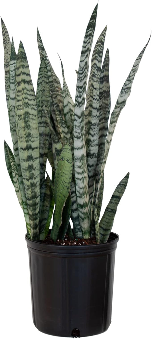 United Nursery Sansevieria Zeylanica Live Indoor Snake Plant 26-32 Shipping Size Shipped Fresh in 9.25 Grower Pot