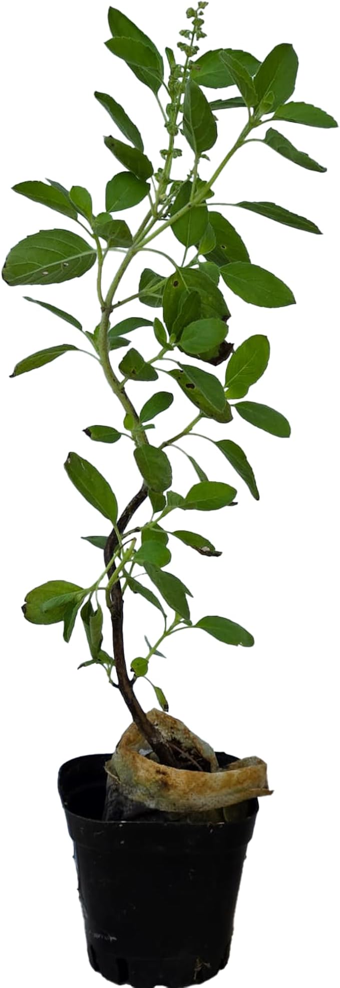Generic Real Live Flowering Rama Tulsi. with Indian Tulsi smell. Good for Puja. Fragrant, Fresh, Edible. Easy Grow. Indoor/Outdoor. (1 Flowering Rama Tulsi in Cup)