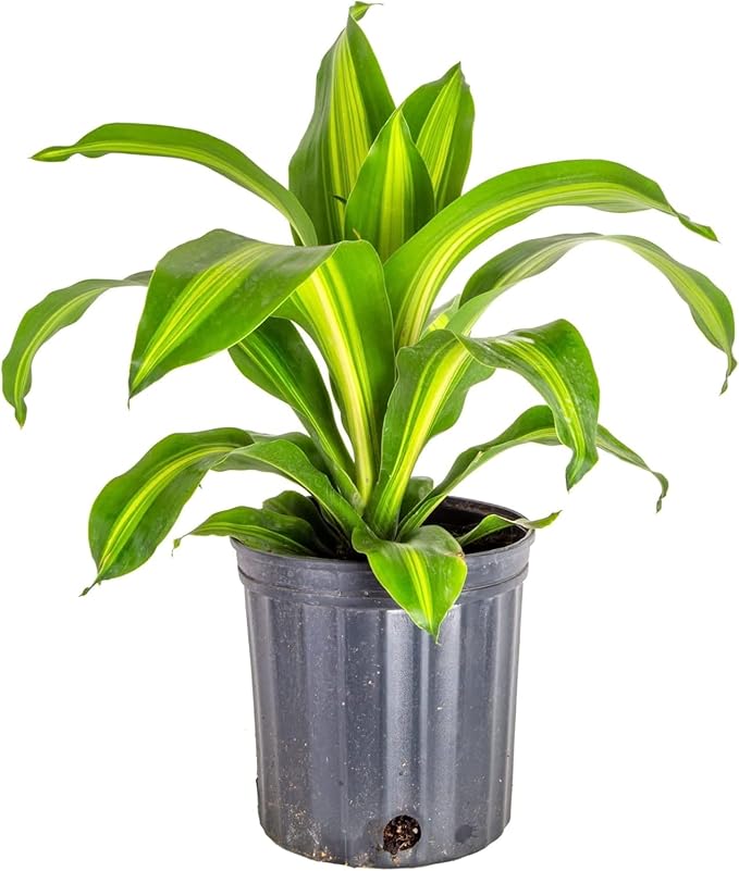 Premium Dracaena Potting Soil Mix - (4 Quart Bag)