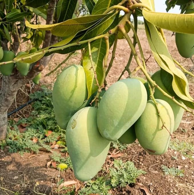 Mallika Mango Tree Live Plant for Planting – 3 to 4 Feet Tall in 3 Gallon Pot – Sweet Tropical Fruit Tree – No Ship to CA