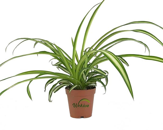 Enchanting Spider Plant - Live Starter Plants in 2 Inch Pots - Chlorophytum Comosum - Nature's Green Symphony for Your Home