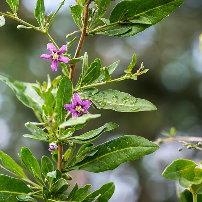 Goji Berry (Wolfberry) Plants (4 Pack) –Rare Berry Variety, Cold-Hardy to -10°F, Drought-Tolerant, Self-Fertile Yielding Sweet Red Berries Live Starter Plants for Planting