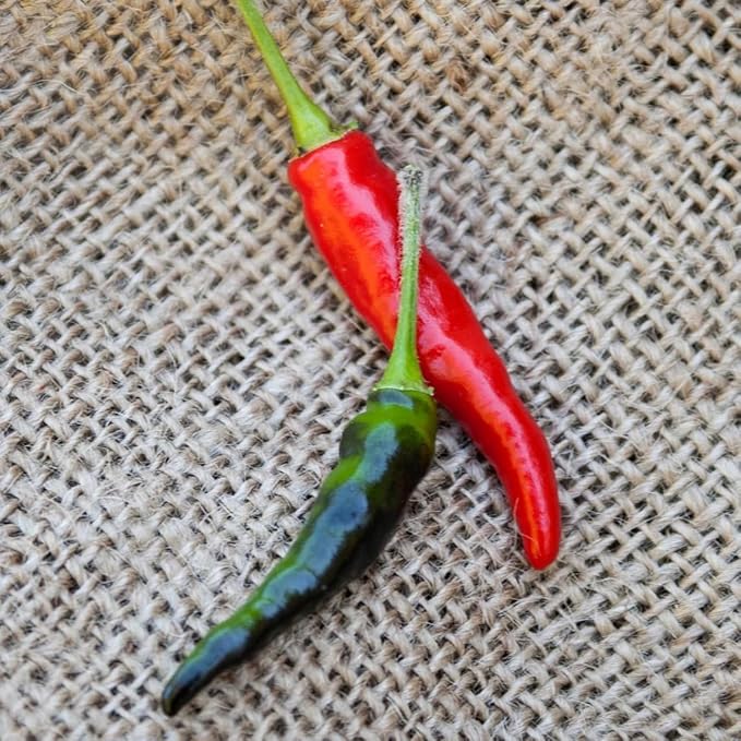 Premium Black Cobra Pepper (Capsicum Annuum) - Rare & Exotic Hot Chili Pepper, Perfect for Home Gardening and Gourmet Cooking (4 bkcbr pep Cups)