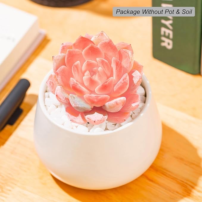 FWPP,Rare Live Succulent Plants Echeveria Little Beauty, Mini Pink 1 Head 2" Live Plants,Bare Root Without Pot Soil, Garden Indoor Wedding Party Baby Shower Decoration Friend Plant Lovers Gifts