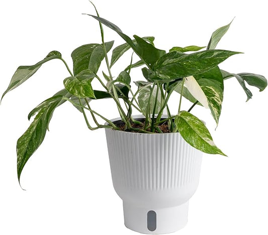 Costa Farms Albo Variegated Pothos Live Plant in Self Watering Pot, Air Purifying Indoor Houseplant, Perfect for Home, Room, or Office Decor, Great House Warming or Birthday Gift, 12-18 Inches Tall