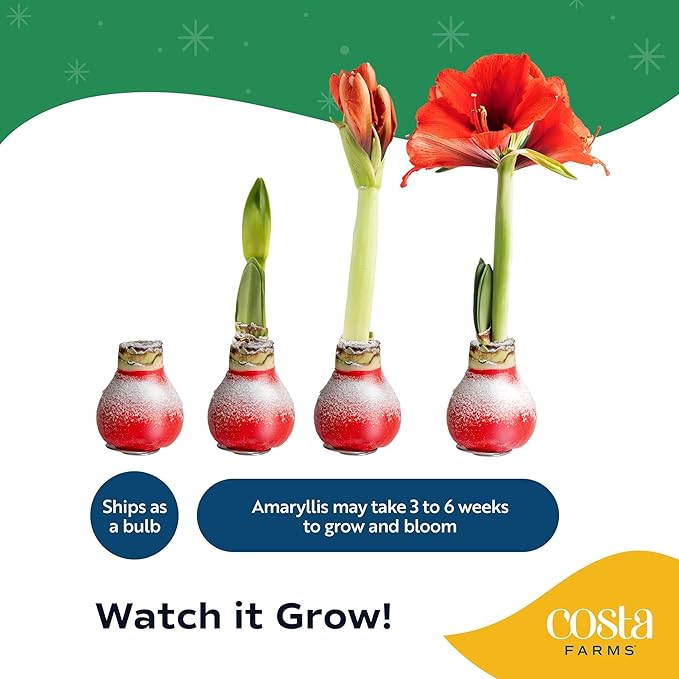 Costa Farms Amaryllis Live Plant in Bulb, Easy to Maintain Flowering Indoor Houseplant, Perfect for Christmas, Holiday Room Decor, Great House Warming or Birthday Gift