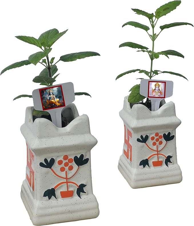 Generic Live Rama Plus Krishna Tulsi Plant Each in Ceramic Pots. Fresh, Edible. Easy Grow. Indoor/Outdoor. (Rama + Krishna Tulsi in Pot)