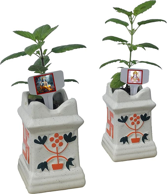 Generic Live Rama Plus Krishna Tulsi Plant Each in Ceramic Pots. Fresh, Edible. Easy Grow. Indoor/Outdoor. (Rama + Krishna Tulsi in Pot)