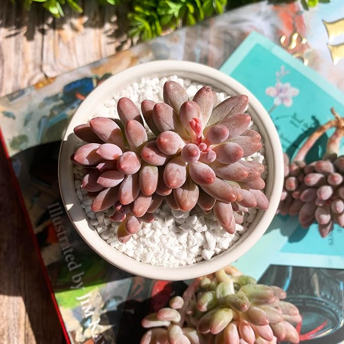 Pachyphytum Baby Finger Rare Live Succulent Plants, Cluster 2.7" Pink, Bare Root Without Pot & Soil, Garden Indoor Office Desk Baby Shower Decoration, Friend Plant Lovers Gifts