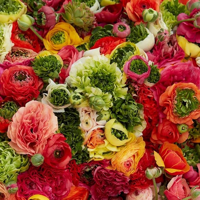 Eden Brothers Ranunculus Bulbs - Super Green Mix