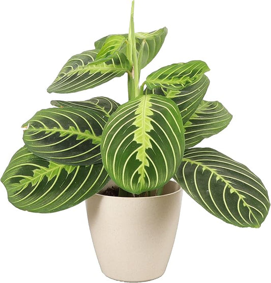 Thorsen's Greenhouse Lemon Lime Prayer Plant, Live Indoor Plant, Pet Friendly, Attractive Houseplant, Lemon Maranta, Natural Air Purifier, Easy to Grow, 4" Diameter Pot (Natural)