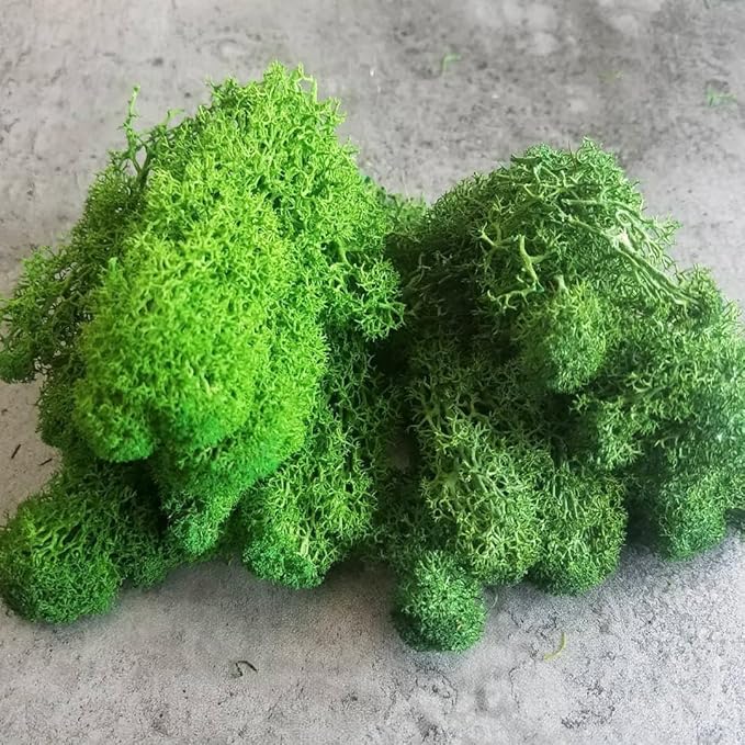 Preserved Reindeer Moss Natural Green DIY Kit Gardenning Art Wall Decor Florist Decor Easter Table Decor Wedding