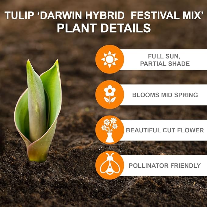 Garden State Bulb Darwin Hybrid Festival Mix Tulip Flower Bulbs, 12/+ cm, Fall Planting (Bag of 250)