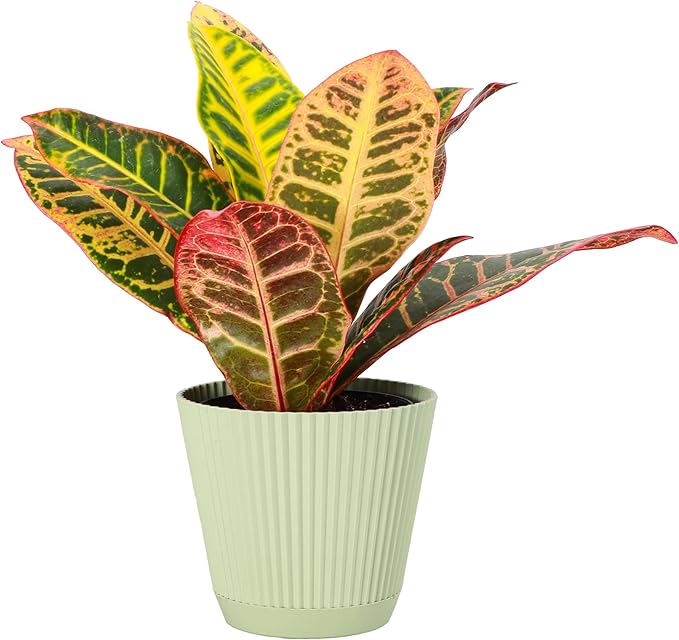 Thorsen's Greenhouse Live Petra Croton Plant, Codiaeum Variegatum, Colorful Foliage, Live Indoor Houselant (Sage, 4-inch Pot)