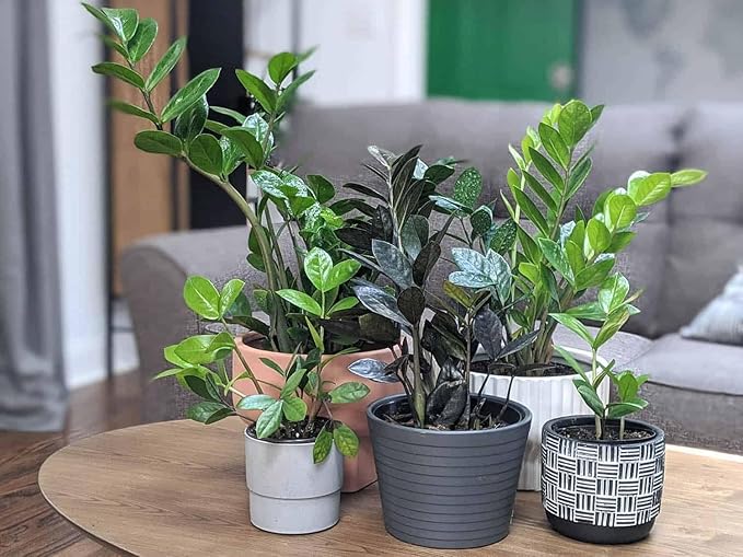 Premium ZZ Plant Superior Growth Soil - Perfect Aeration for Robust Root Development & Plant Health - 3 QUARTS