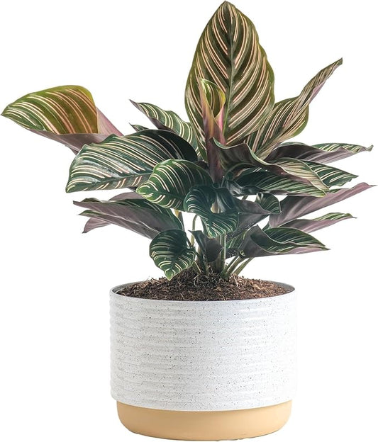 Costa Farms Calathea Live Plant in Decorative Pot, Indoor Houseplant, Perfect for Home, Room, or Office Decor, Great House Warming or Birthday Gift, 12-18 Inches Tall