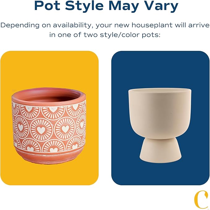 Costa Farms Peace Lily Live Plant in Decorative Pot, Air Purifying Flowering Indoor Houseplant, Perfect for Home, Room, or Office Decor, Great House Warming or Birthday Gift, 14-24 Inches Tall