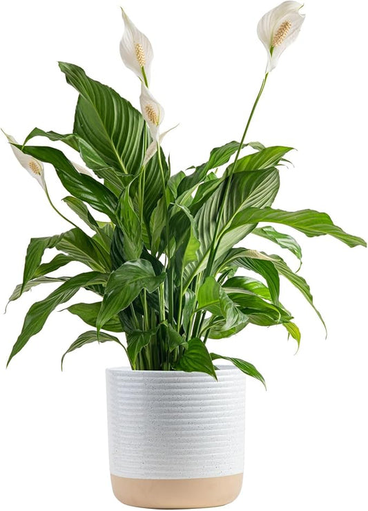 Costa Farms Peace Lily Live Plant in Decorative Pot, Air Purifying Flowering Large Indoor Houseplant, Perfect for Home, Room, or Office Decor, Great House Warming or Birthday Gift, 2-3 Feet Tall