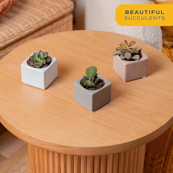 Costa Farms Mini Succulent Live Plants in Cute Pots, Easy to Maintain Indoor Succulents, Houseplants for Home or Office Decor, House Warming or Birthday Gift, 2-3.5 Inches Tall, Pack of 3