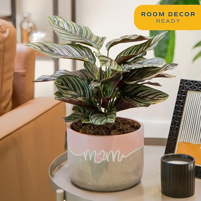 Costa Farms Calathea Live Plant in Decorative Pot, Indoor Houseplant, Assorted Variety, Perfect for Home, Room, or Office Decor, Great House Warming or Birthday Gift, 12-18 Inches Tall