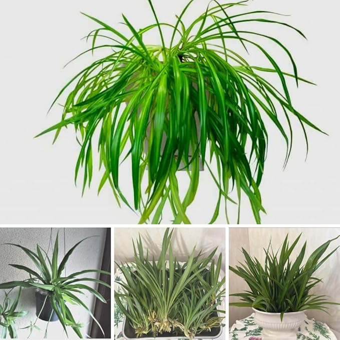 2 Live Spider Plants, Green Spider Plants Live House Plants for Gardening Indoor Outdoor, 4 Inc Pot