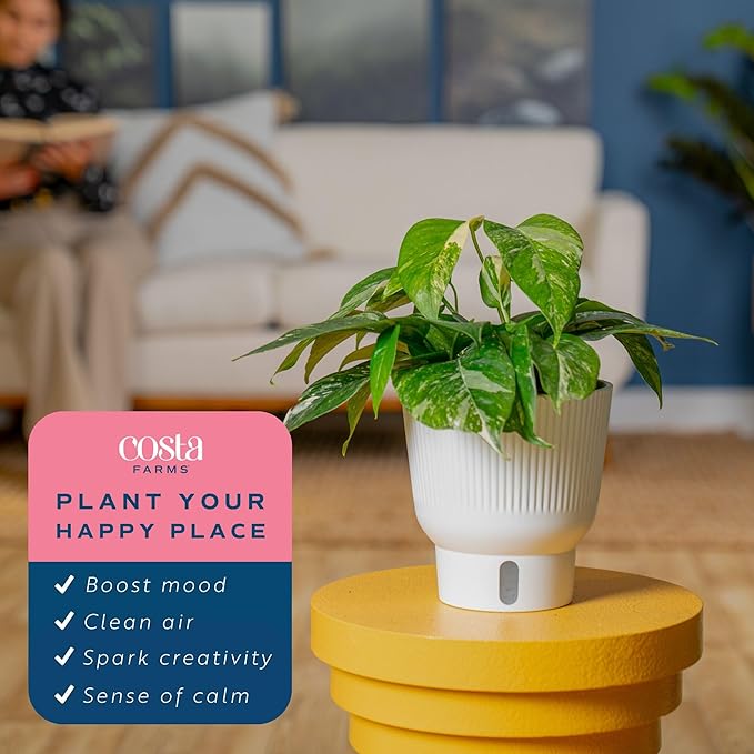 Costa Farms Albo Variegated Pothos Live Plant in Self Watering Pot, Air Purifying Indoor Houseplant, Perfect for Home, Room, or Office Decor, Great House Warming or Birthday Gift, 12-18 Inches Tall