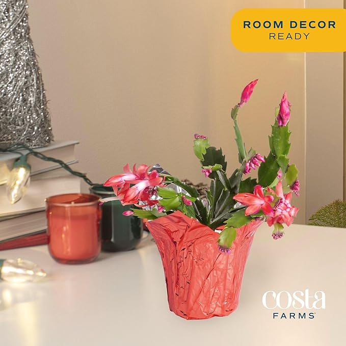 Costa Farms Christmas Cactus Live Plant in Holiday Decorative Plant Pot, Easy to Maintain Flowering Indoor Houseplant, Home, Room, or Office Decor, House Warming or Birthday Gift, 6-8 Inches Tall
