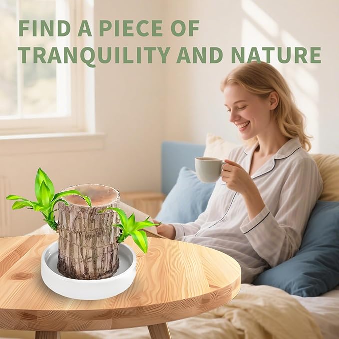 Brazilian Lucky Tree Plants, Bamboo and Trays, Small Plant desks, Good Luck Offices, Kitchens, Living Rooms, Home Decorations, Brazilian Lucky Tree