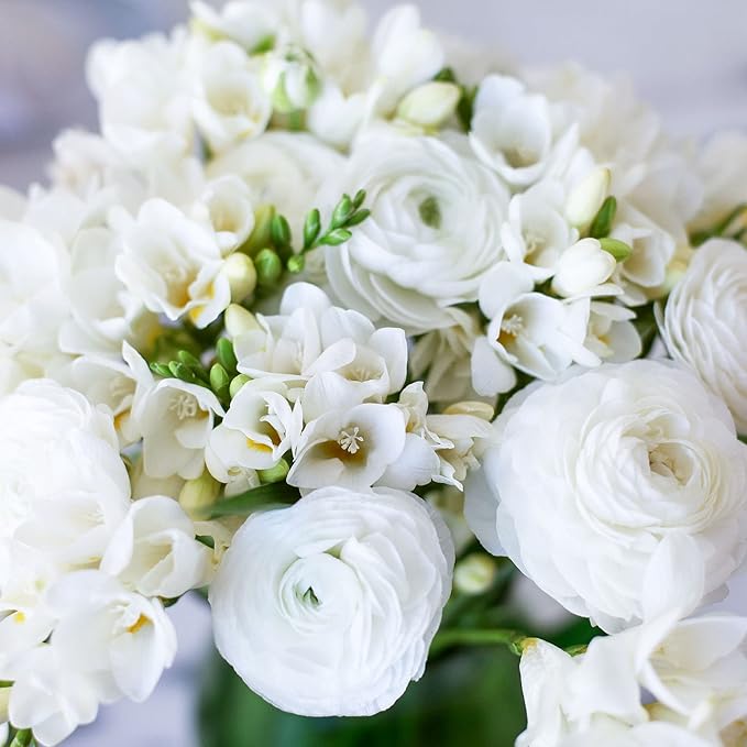 Eden Brothers Ranunculus & Freesia Bulbs - White Mix