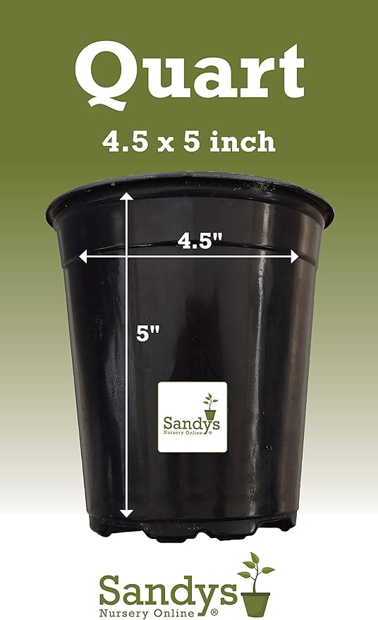 Thuja Green Giant Arborvitae Lot of 4, Quart Pot