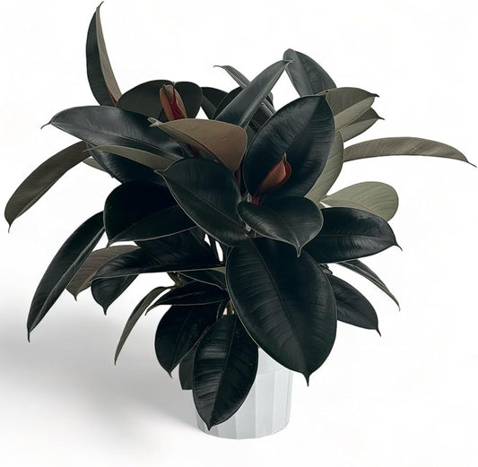 Rubber Tree Live House Plant - Large Indoor Air Purifier Plant - Dark Shiny Petals - Indoor Plants Live Houseplants for Room Decor - Elegant Ficus Burgundy Live House Plants