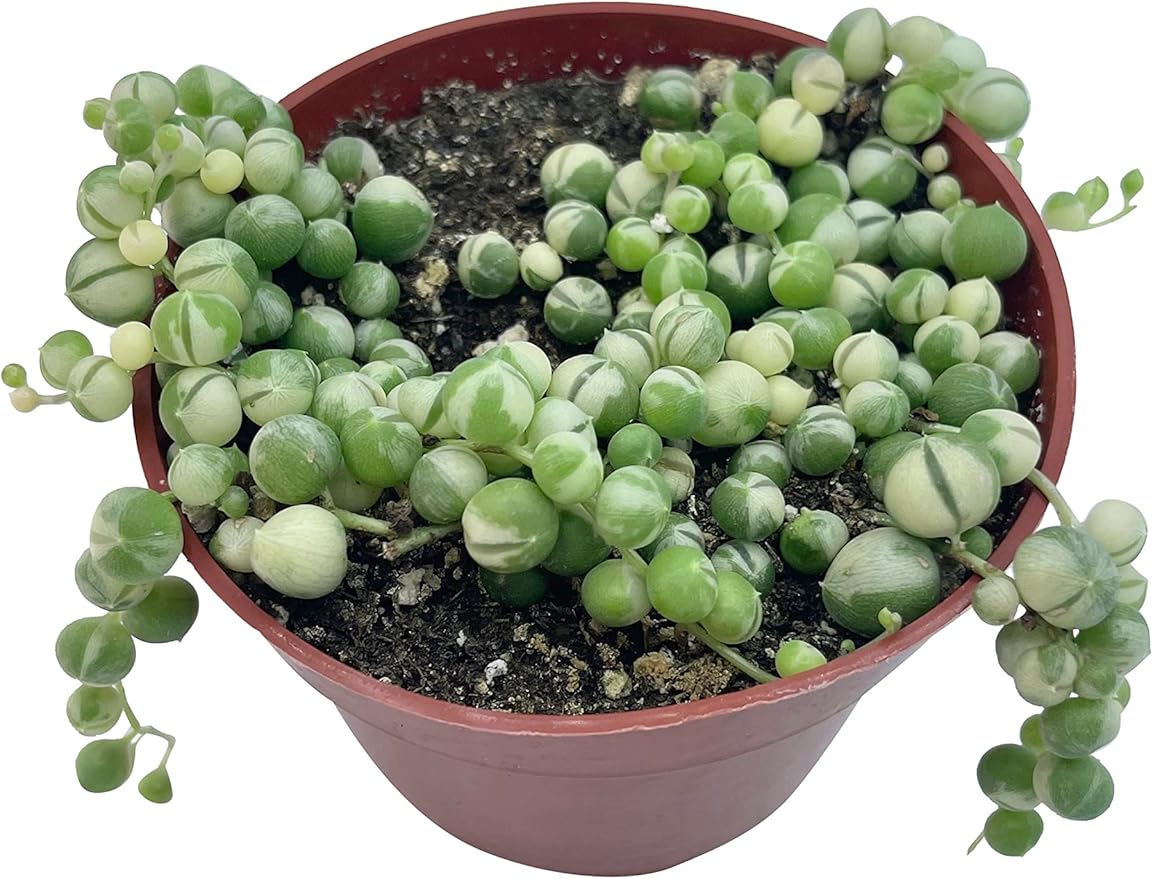 Live Succulent 4" Variegated String of Pearls, Succulents Plants Live, Succulent Plants Fully Rooted Hanging House Plant for Home Office Decoration, DIY Projects Party Favor Gift by The Succulent Cult