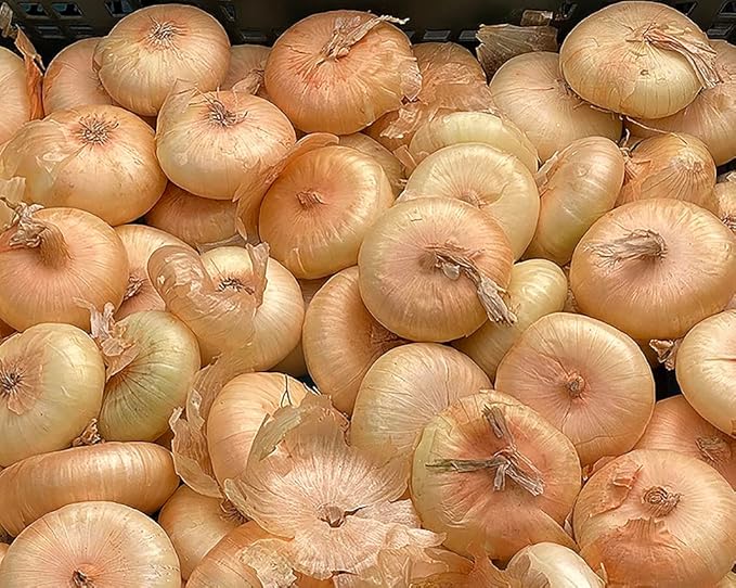 Cipollini Yellow Onion - Coin Shaped Sweet Onion - 400 Seeds