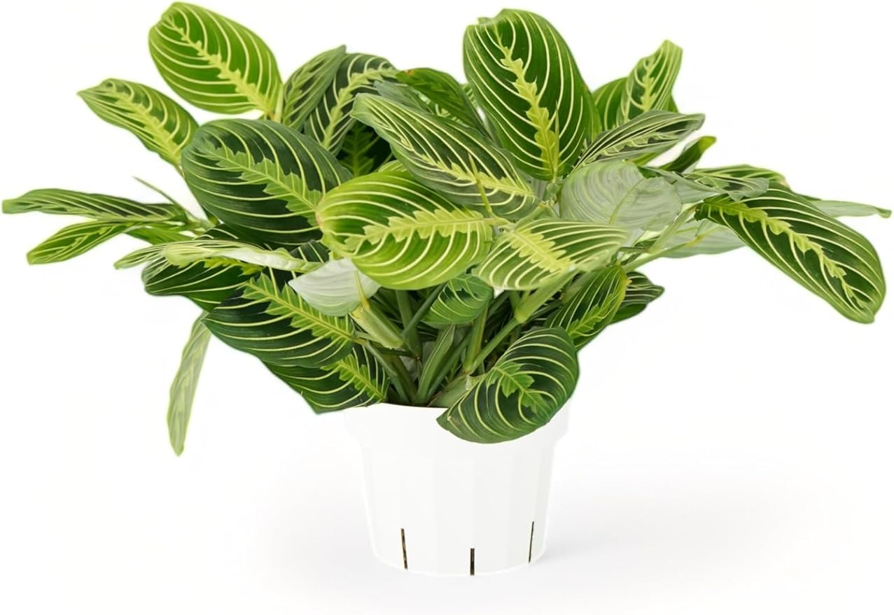 Lemon Lime Maranta Live Plant -Indoor House Plant - Prayer Plant - Low Light Houseplants - Plants Live Houseplants Low Maintenance - 6" Pot
