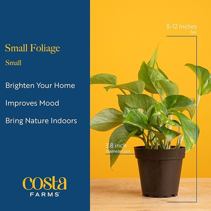 Costa Farms Live Indoor Plant Pack in Plastic Pots, Easy to Maintain, Air Purifying Indoor Houseplants, Assorted Varieties, Room or Office Decor, House Warming Gift, 8-12 Inches Tall, Pack of 4