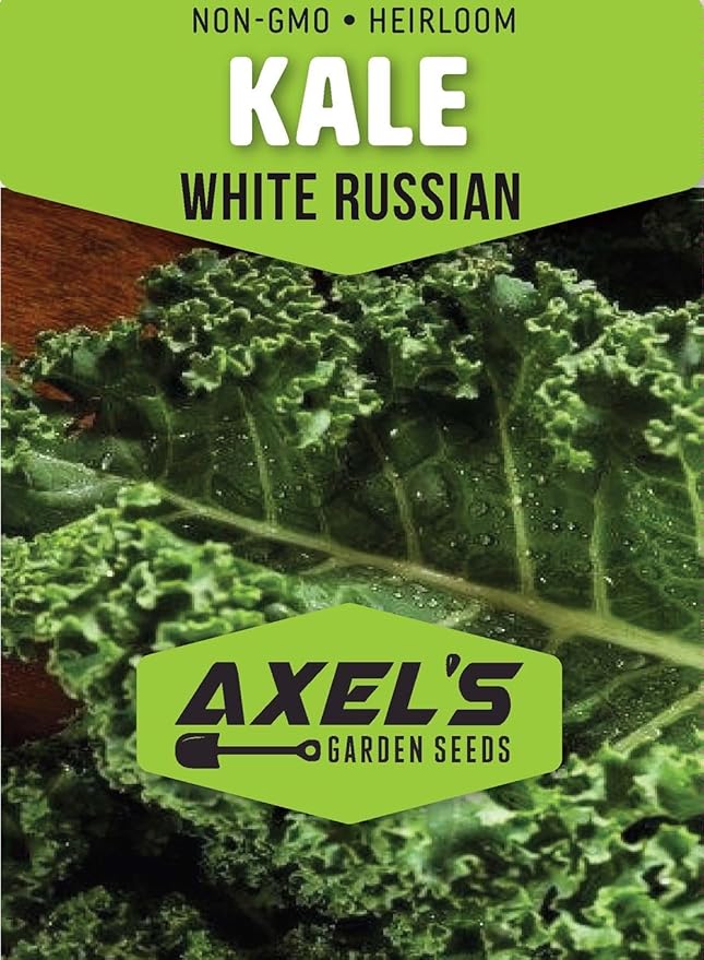 White Russian Kale Seeds for Planting – Plant & Grow Heirloom White Russian Kale in Home Outdoor Vegetable Garden, Brassica Napus – 1 Packet Approx 200 Seeds