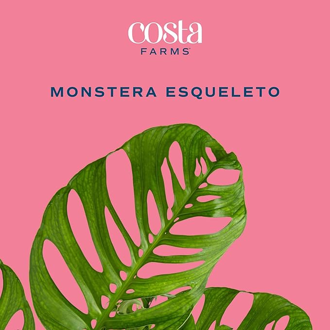 Costa Farms Monstera Esqueleto Live Plant in Decorative Pot, Large Indoor Houseplant, Perfect for Home, Room, or Office Decor, Great House Warming or Birthday Gift, 2-3 Feet Tall