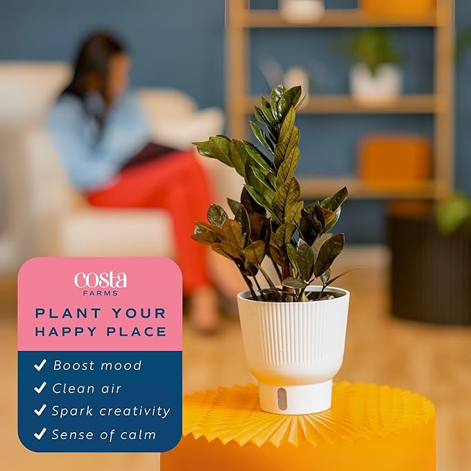 Costa Farms Raven ZZ Live Plant in Self Watering Pot, Easy to Maintain, Air Purifying Indoor Houseplant, Perfect for Home, Room, or Office Decor, Great House Warming or Birthday Gift, 12-18 Inches