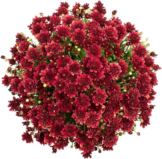 1G Red Mum Plant, Chrysanthemum Flowers Gardening Fall Decor, Mums Plants Live, Fall Decorations Outdoor, Housewarming Gift Ideas, Natural Live Plants Indoor Plants Live Houseplants By Plants for Pets