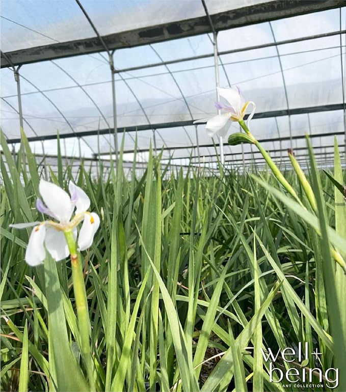 Nature's Way Farms African Iris White Outdoor Live Plant in Grower Pot (18-24 in. Tall)