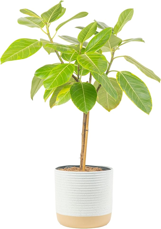 Costa Farms Ficus Audrey Tree Live Plant | 3-4 Ft. Tall Floor Plant | 10-Inch Minimal Decor Pot | Easy to Grow Houseplant & Air Purifying Room, Office, and Home Decor