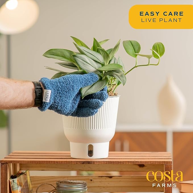 Costa Farms Sterling Silver Scindapsus Live Plant in Self Watering Pot, Indoor Houseplant, Perfect for Home, Room, or Office Decor, Great House Warming or Birthday Gift, 9-12 Inches Tall